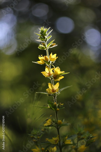 Large yellow loosestrife plant (Lysimachia punctata)