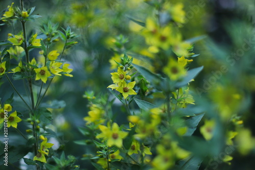 Large yellow loosestrife plant (Lysimachia punctata)
