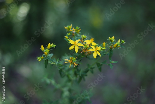 Common St. John's wort (Hypericum perforatum)