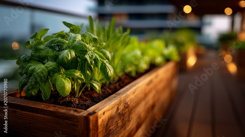 Fresh green basil plants growing in a rustic wooden planter box on a balcony