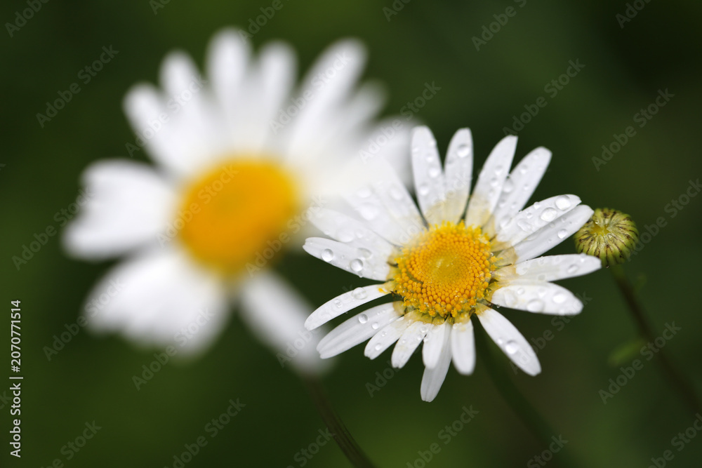 Fototapeta premium Marguerite le matin, Quebec, Canada.