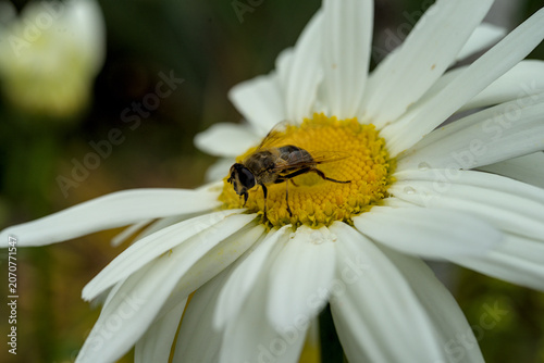 Eristalis tenax sits on a daisy flower.