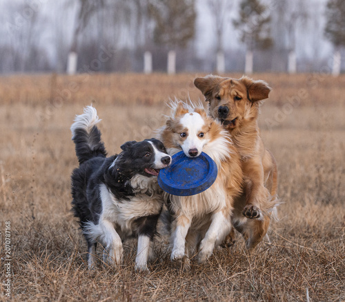 Photography Three playful dogs running with a flying disc in a dry field