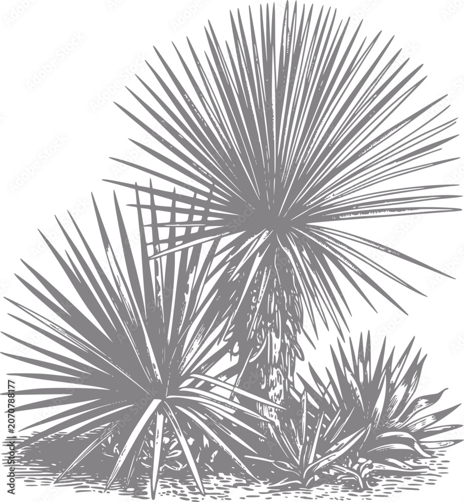 Fototapeta premium Stylized of yucca plants in a grayscale palette