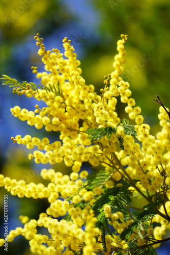 Yellow Wattle Blossoms Against Blue Sky