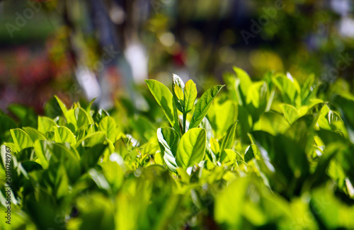 Canvastavla Bright Green Leaves in Sunlit Garden