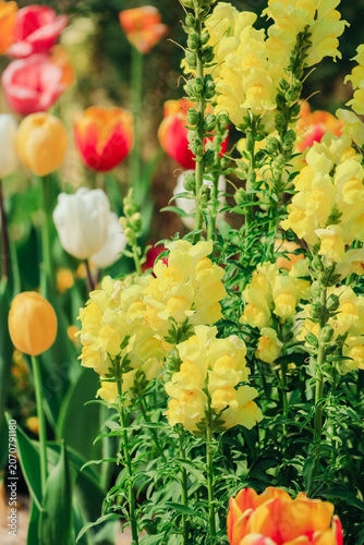 Yellow Snapdragons and Tulips in a Spring Garden