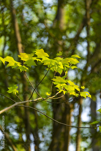 Fresh Green Leaves on Branch in Sunlit Forest