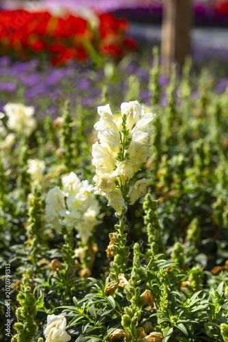 White Snapdragon Flowers in Colorful Garden