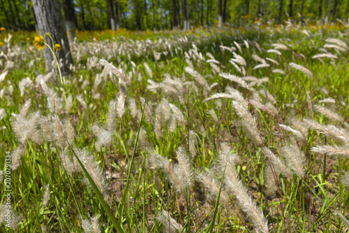 Wild Grasses in a Forest Meadow