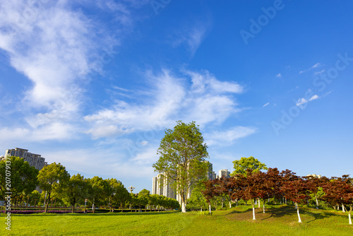 Urban park landscape with green lawn, trees, and blue sky