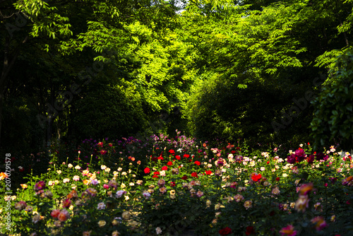 Colorful Flower Garden Under Green Trees