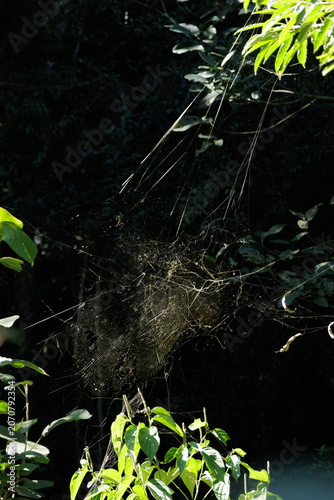 Wide environmental wildlife image showing an enormous spider web suspended between forest plants and illuminated by natural sunlight. The composition highlights scale, structure and natural engineerin
