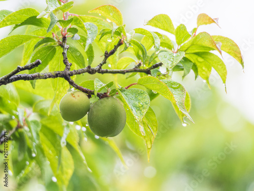 Fotografie Unripe Green Apricots on Branch After Rain