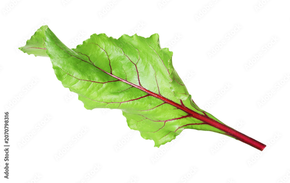 Fototapeta premium One green beetroot leaf on transparent background