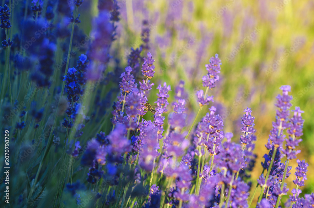 Obraz premium Bee pollinating purple lavender flowers in sunny summer field