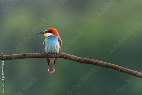 European bee eater perched on branch wildlife