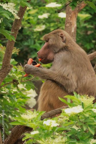 Naklejka baboon sitting on a tree