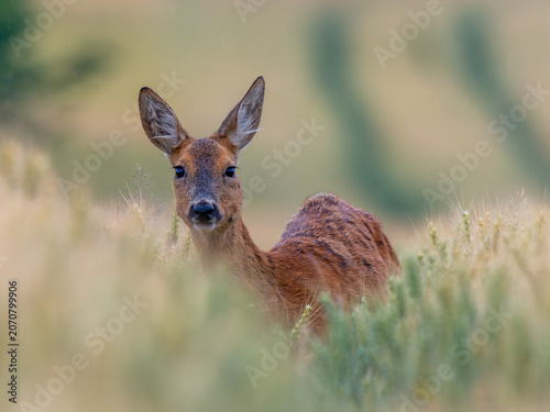 A roe deer stands alert among tall meadow grasses, looking directly toward the camera. The soft background blur and natural light create a peaceful wildlife scene.