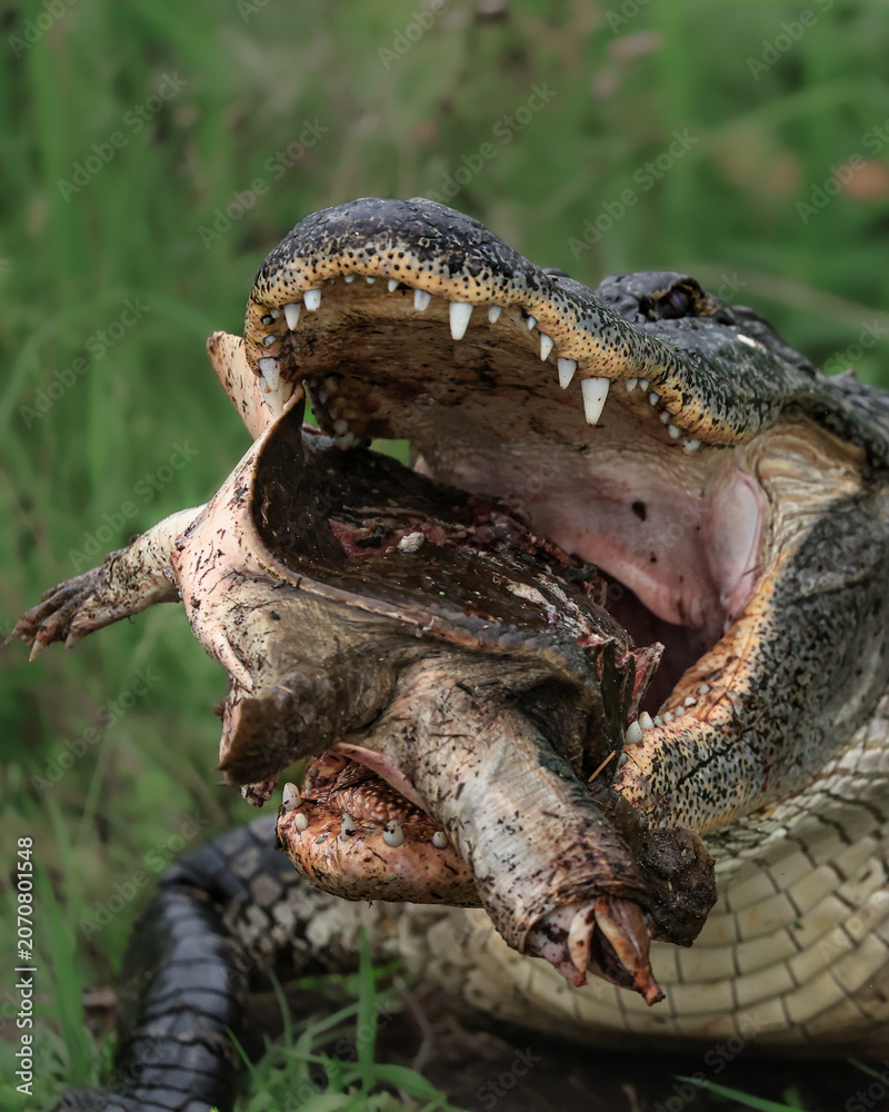 Obraz premium American Alligator with Turtle Prey 