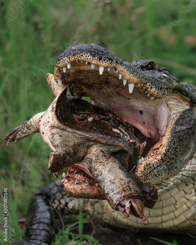 American Alligator with Turtle Prey

