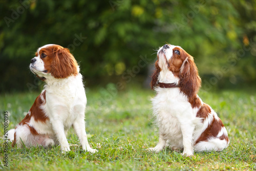 Obraz na plátně Cavalier King Charles Spaniel dogs on walk outdoors