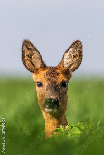 A roe deer looks directly toward the camera while standing among lush green meadow vegetation. The shallow depth of field and soft natural light create an intimate wildlife portrait.