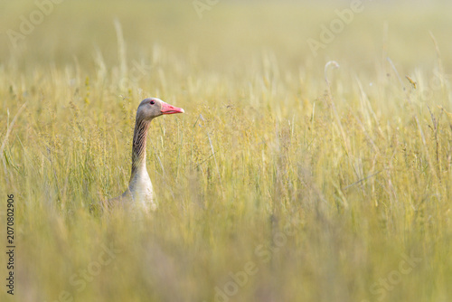 A greylag goose stands alert among tall meadow grasses in a natural wetland habitat. The soft focus background and warm light create a peaceful wildlife scene.