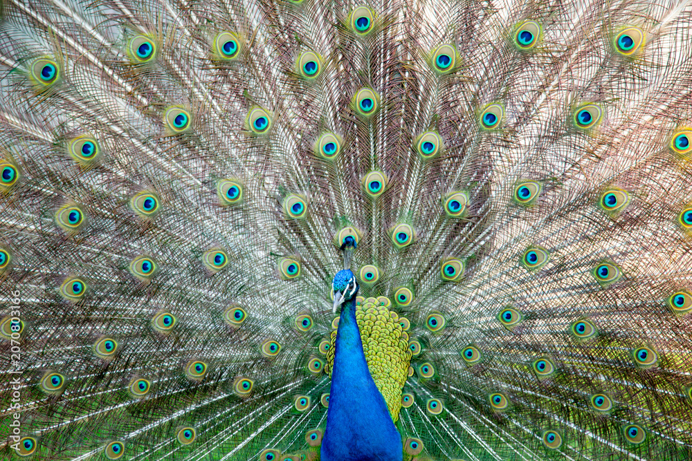 Fototapeta premium Peacock display in sunlight