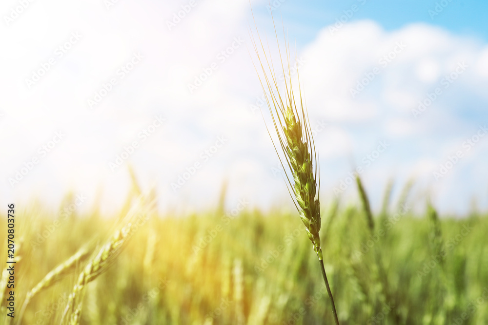 Fototapeta premium Wheat spikes growing in field outdoors, closeup. Space for text