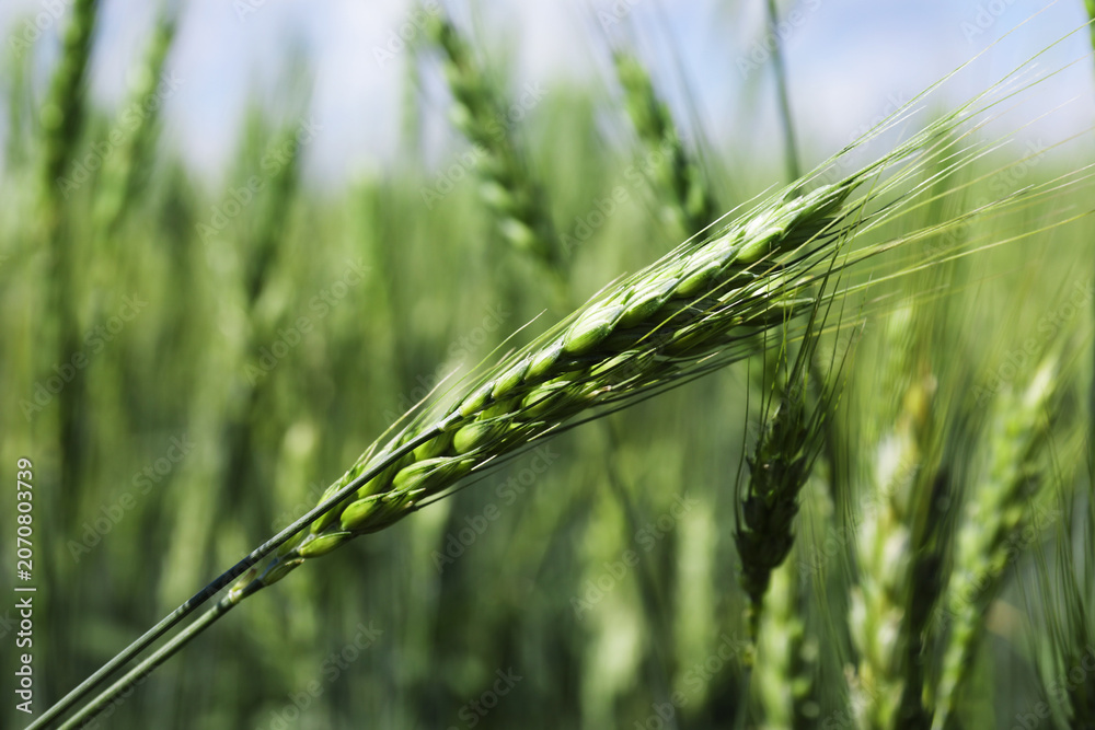 Fototapeta premium Wheat spikes growing in field outdoors, closeup