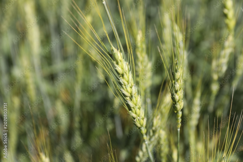 Fototapeta premium Wheat spikes growing in field outdoors, closeup