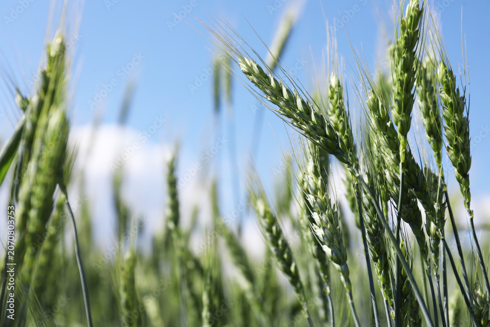 Fototapeta premium Wheat spikes growing in field outdoors, closeup