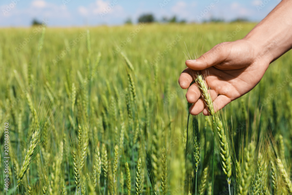 Fototapeta premium Man touching wheat spikes in field, closeup. Space for text