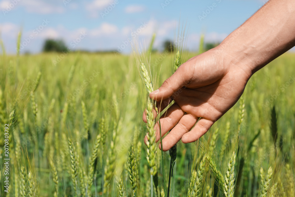 Fototapeta premium Man touching wheat spikes in field, closeup. Space for text