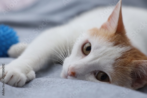 Obraz na plátně Overweight cat resting on blanket at home
