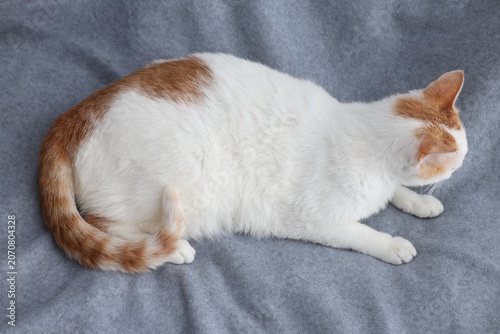 Tableau sur toile Overweight cat resting on blanket at home, above view