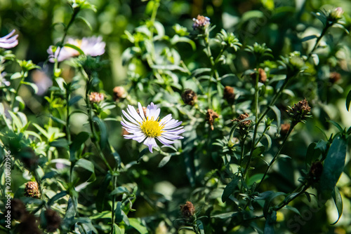 Photography A blooming aster among green leaves