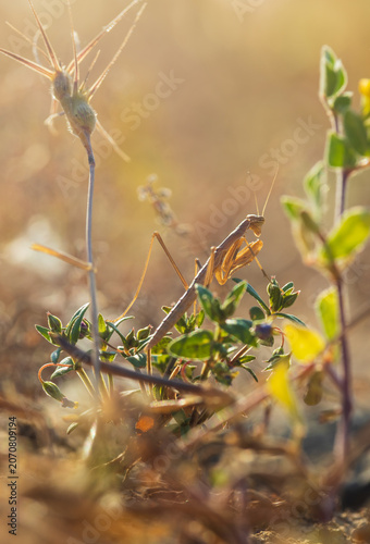 Macro shot of a small brown Mediterranean dwarf mantis, Ameles decolor camouflaged on a dry wild plant during sunset in Crete, Greece