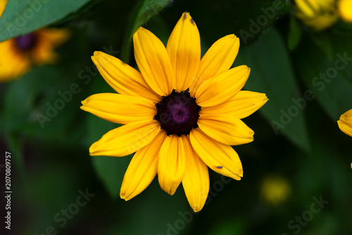 Bild auf Leinwand Yellow Black-Eyed Susan Flower Close-Up in Garden