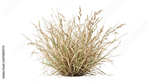 Quadro su tela Dry brown ornamental wild grass tuft plant