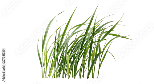 Tall green grass blades bunch on transparent background
