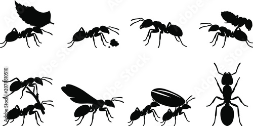 Schilderij op canvas Ant colony insect silhouettes set featuring teamwork behaviors like carrying lea