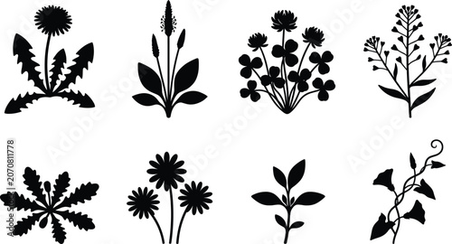 Obraz na płótnie Meadow wildflowers and common weeds black vector silhouettes set for botanical d