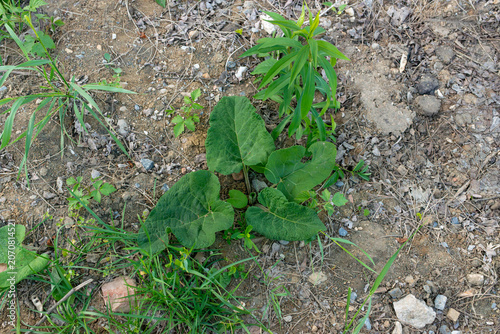 First year common burdock (Arctium lappa) forms a basal rosette with large textured leaves on dry stony ground. The image illustrates early plant development, wild vegetation, disturbed soil and natur