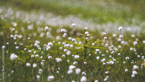 a meadow on the moutains in a high moor with the beautiful eriophorum flowers in summer