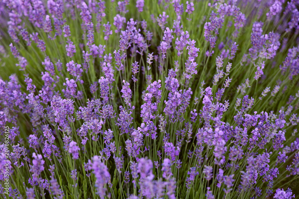 Obraz premium Top aerial drone view over close up closeup blooming light Blue Purple violet lavender flowers field and meadow. Top view of a bouquet of purple lavender flowers on a lawn background.