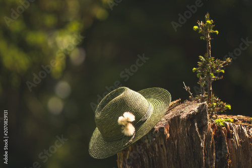 green hunting straw hat with cotton flowers on a tree trunk with a young spruce, at a sunny summer morning