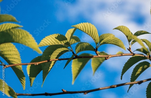 Green Leaves on Branch Against Blue Sky For Nature Concepts