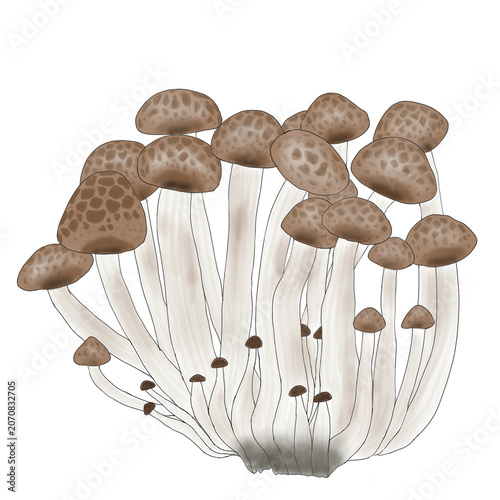 Shimeji Mushroom Edible Mushroom Fungi